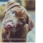 Hat ein Hund die Zen-Meisterschaft?